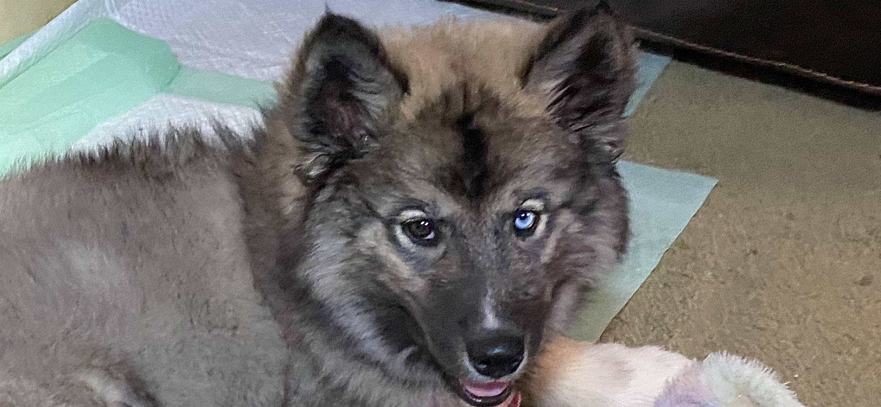 Karma is registered to the contest to win money with this photo: ancient_dog_breeds, canidae, canis, carnivore, companion_dog, dog, dog_breed, eye, fur, sled_dog, snout, sporting_group, terrestrial_animal, whiskers, wildlife, wolf, working_animal, working_dog