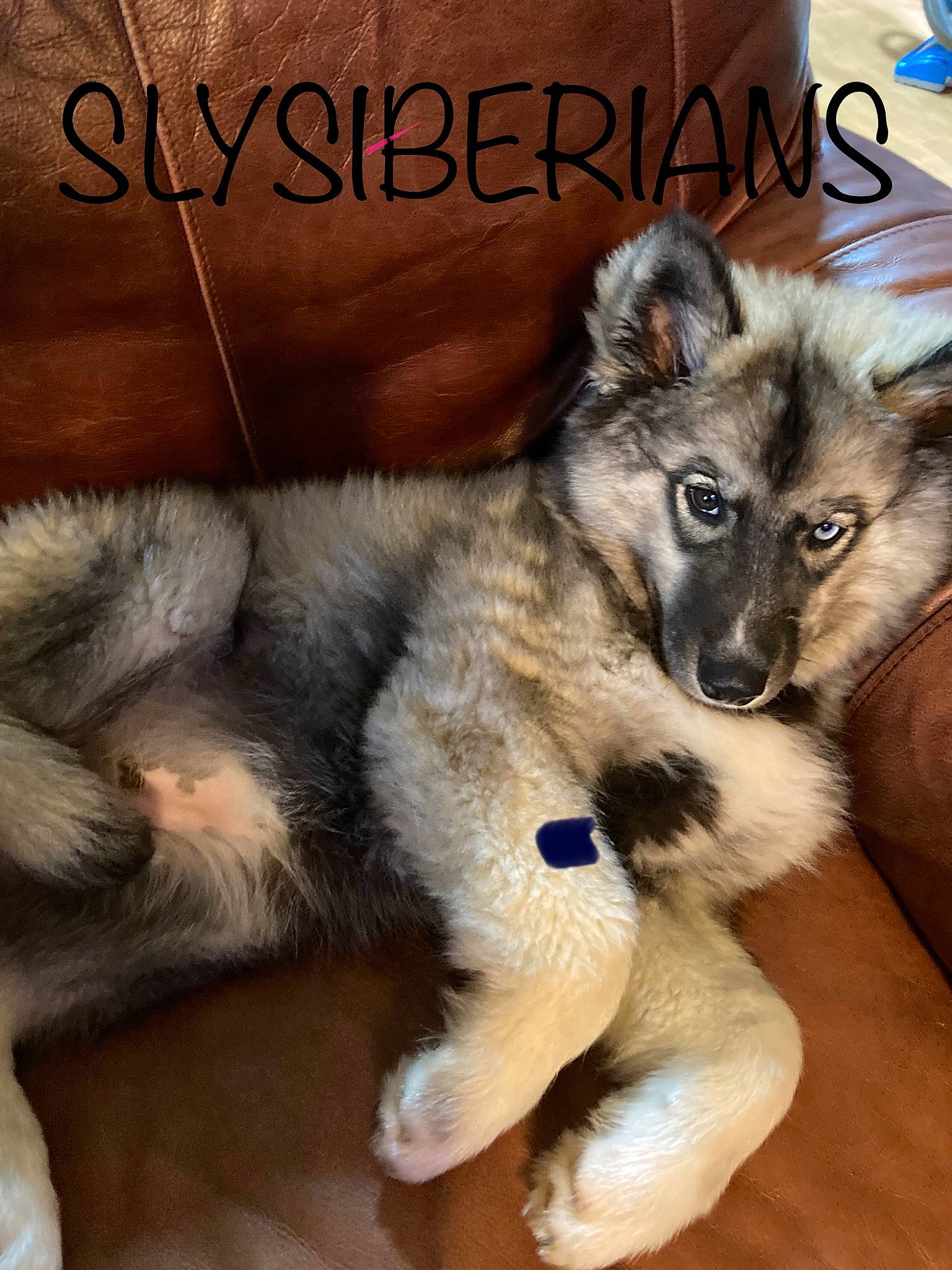 Karma is registered to the contest to win money with this photo: canidae, carnivore, companion_dog, dog, dog_breed, dog_supply, font, fur, paw, photo_caption, snout, sporting_group, tail, terrestrial_animal, working_animal, working_dog