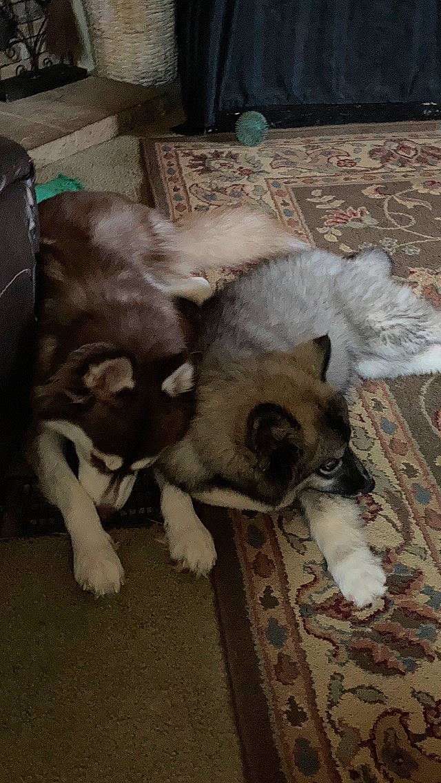 Karma joined the competition — help win amazing prizes! canidae, carnivore, cat, companion_dog, dog, dog_breed, fawn, felidae, flooring, fur, hardwood, non_sporting_group, paw, small_to_medium_sized_cats, snout, tail, terrestrial_animal, whiskers, wood, working_animal