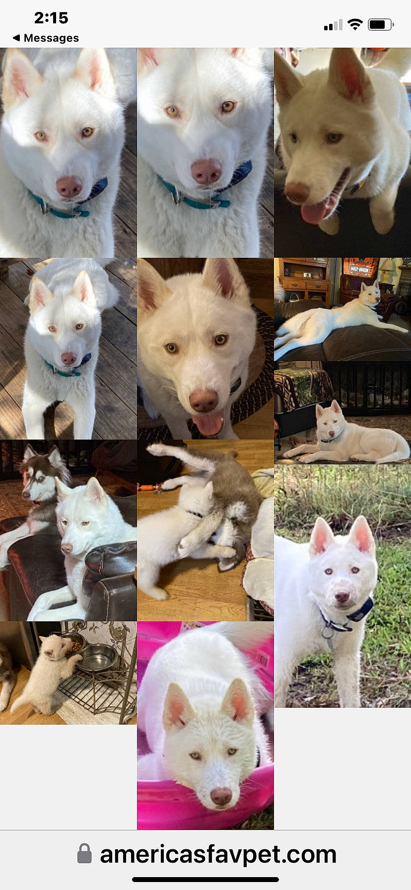 Odin is registered to the contest to win money with this photo: art, carnivore, collage, companion_dog, composite_material, dishware, dog, dog_breed, fur, jaw, mammal, pattern, pet_supply, photo_caption, photograph, photography, snapshot, vertebrate, white, working_animal