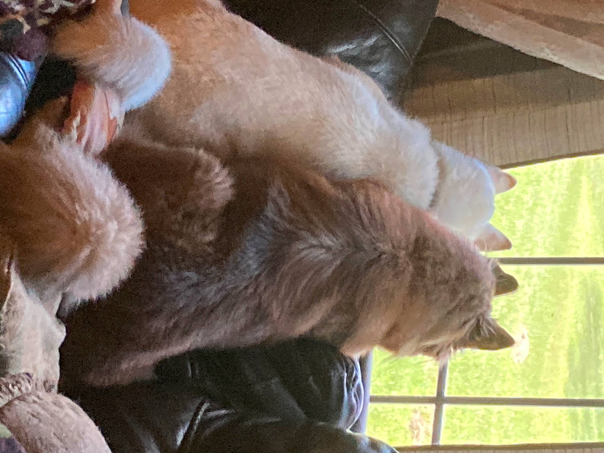 Odin is registered to the contest to win money with this photo: canidae, carnivore, cat, claw, comfort, companion_dog, dog_breed, fawn, felidae, fur, liver, natural_material, paw, small_to_medium_sized_cats, snout, sporting_group, tail, terrestrial_animal, whiskers, wood