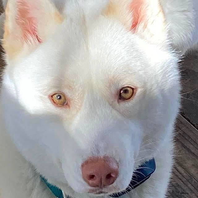 Odin joined the competition — help win amazing prizes! ancient_dog_breeds, canidae, carnivore, close_up, companion_dog, dog, dog_breed, ear, eye, fang, fawn, fur, non_sporting_group, photography, snout, sporting_group, terrestrial_animal, whiskers, white, working_dog