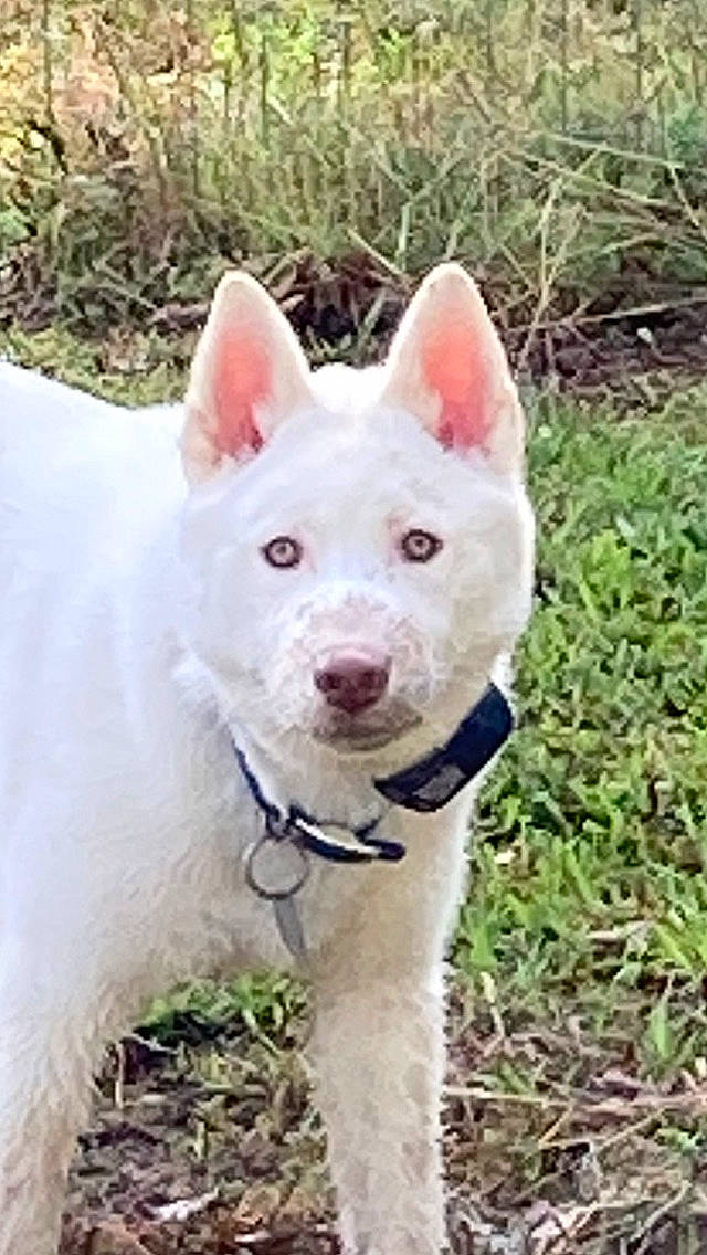 Odin joined the competition — help win amazing prizes! canidae, carnivore, collar, companion_dog, dog, dog_breed, fashion_accessory, grass, non_sporting_group, snout, sporting_group, terrestrial_animal, working_animal