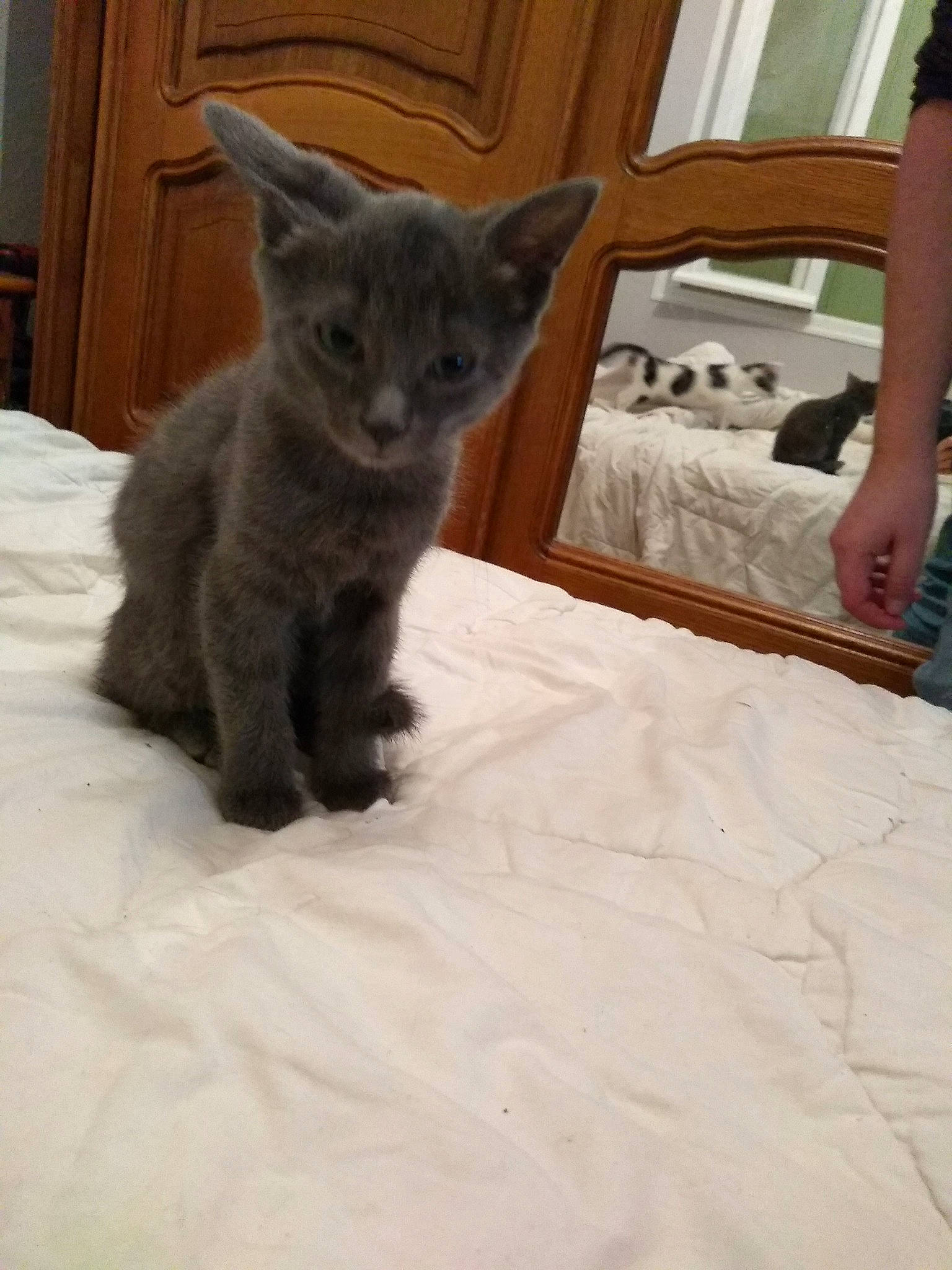 Chipie a rejoint le concours — aidez-le/la à gagner de superbes lots ! asian, british_shorthair, burmese, carnivore, cat, chartreux, domestic_short_haired_cat, fawn, felidae, german_rex, kitten, korat, mammal, nebelung, russian_blue, small_to_medium_sized_cats, vertebrate, whiskers