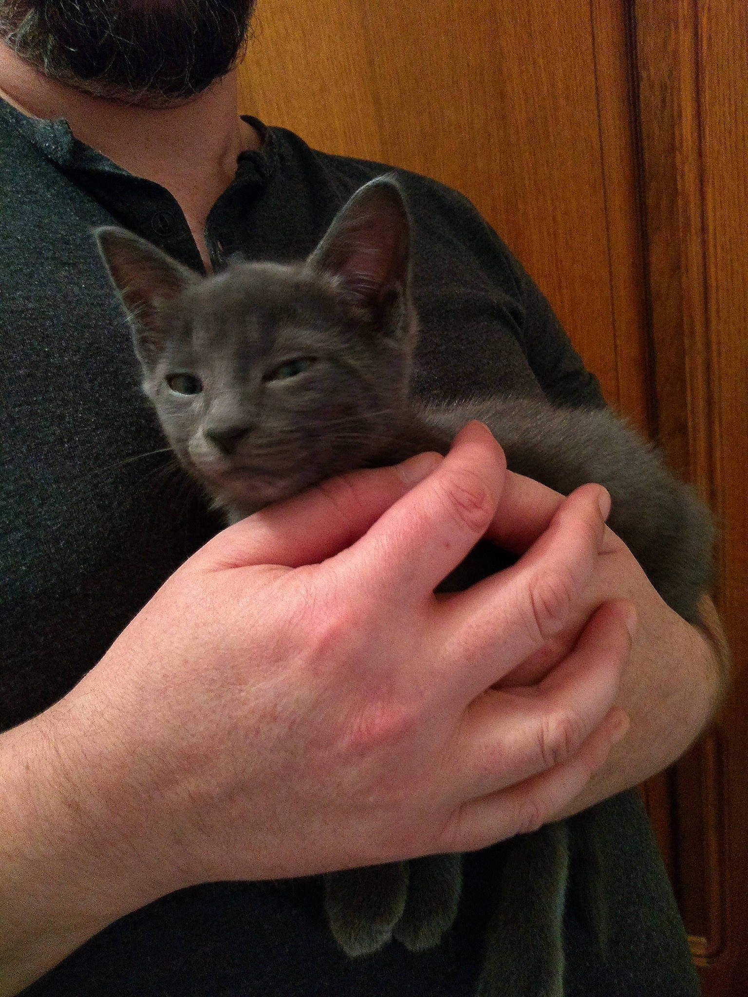 Chipie a rejoint le concours — aidez-le/la à gagner de superbes lots ! asian, burmese, carnivore, cat, chartreux, devon_rex, domestic_short_haired_cat, ear, felidae, german_rex, hand, kitten, korat, mammal, oriental_shorthair, russian_blue, small_to_medium_sized_cats, snout, vertebrate, whiskers