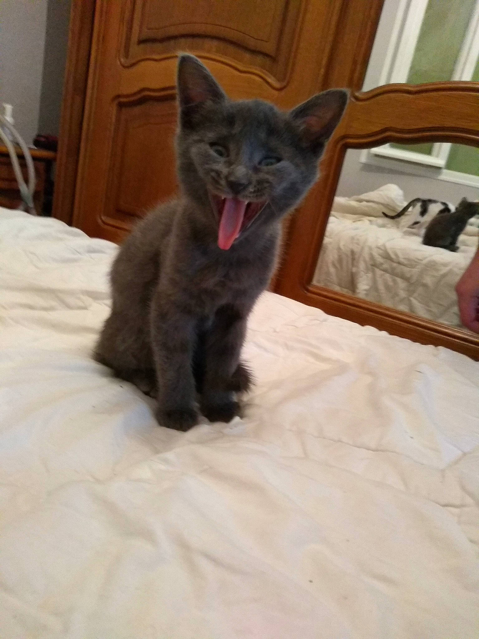 Chipie a rejoint le concours — aidez-le/la à gagner de superbes lots ! asian, black_cat, carnivore, cat, chartreux, domestic_short_haired_cat, felidae, fur, kitten, korat, mammal, nebelung, russian_blue, small_to_medium_sized_cats, vertebrate, whiskers