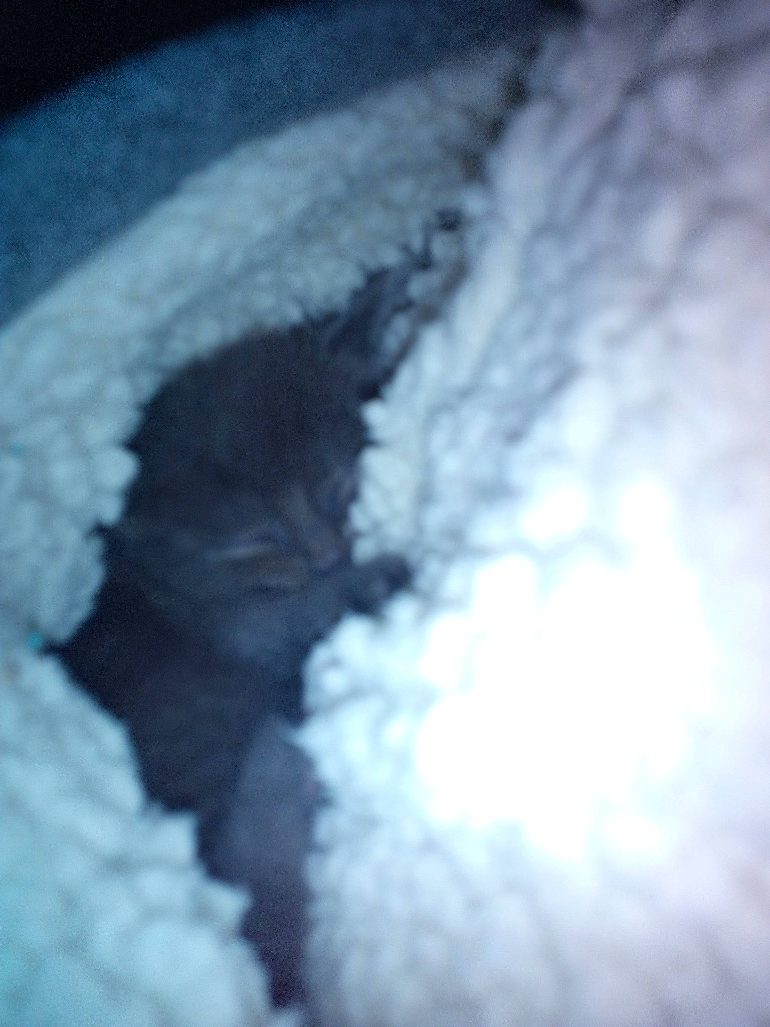 Chipie participe au concours pour gagner de l'argent avec cette photo : black_and_white, cloud, meteorological_phenomenon, sky, snow, winter