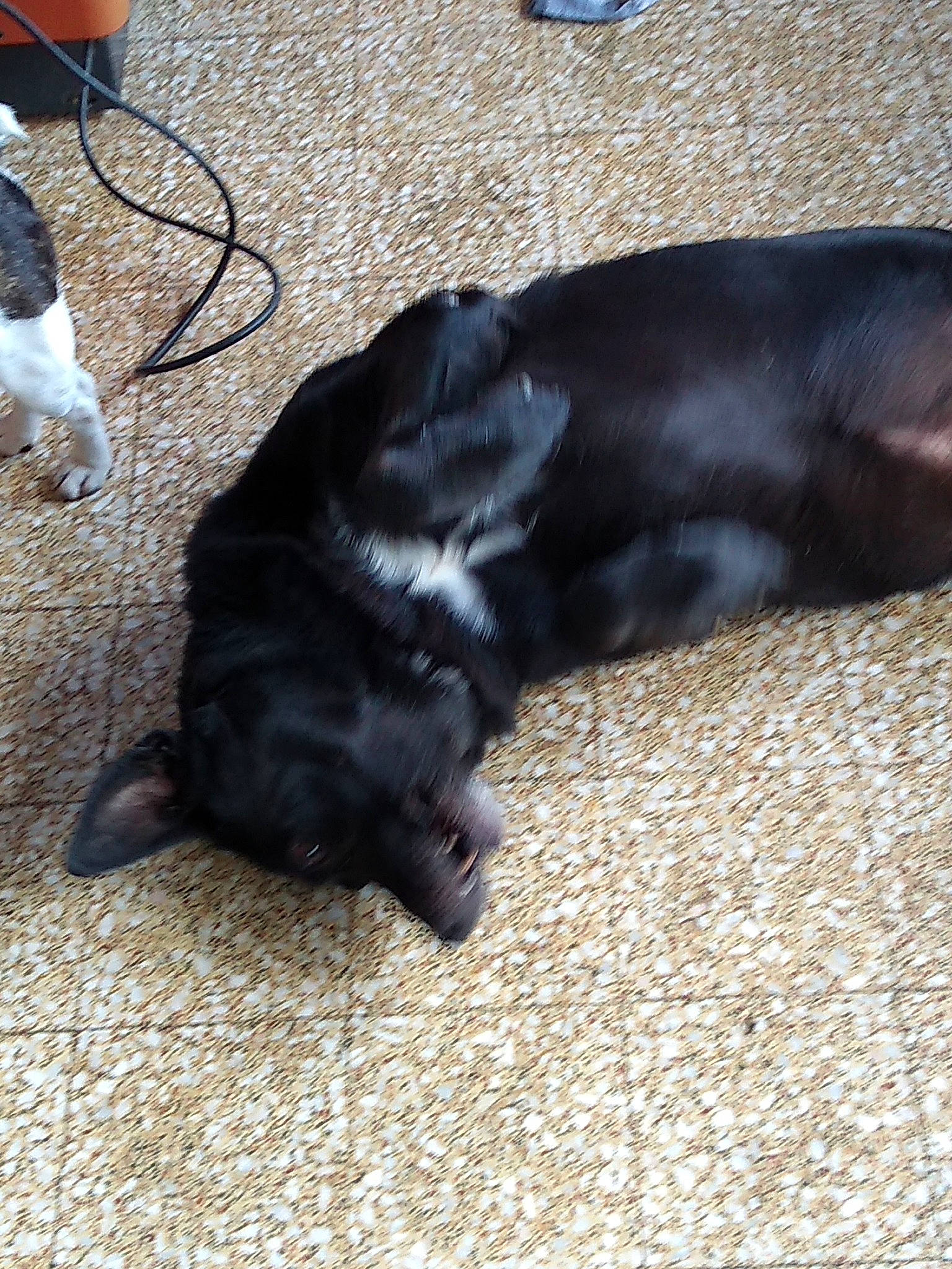 Boy participe au concours pour gagner de l'argent avec cette photo : borador, canidae, carnivore, companion_dog, dog, dog_breed, flat_coated_retriever, paw, puppy, retriever, snout, sporting_group, tail