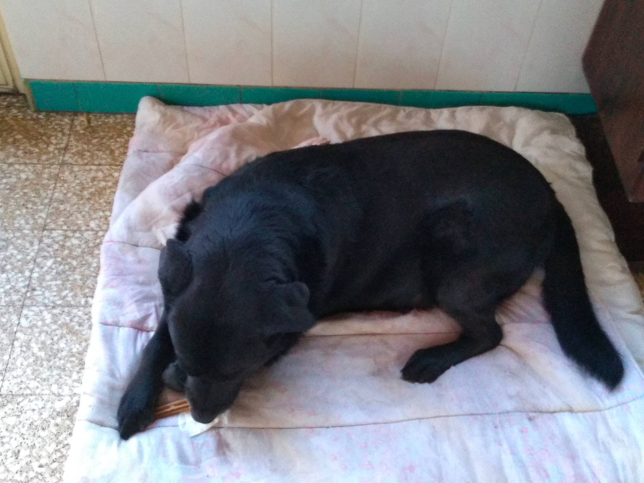 Boy participe au concours pour gagner de l'argent avec cette photo : borador, canidae, carnivore, companion_dog, dog, dog_bed, dog_breed, flat_coated_retriever, labrador_retriever, nap, puppy, retriever, snout, sporting_group, tail