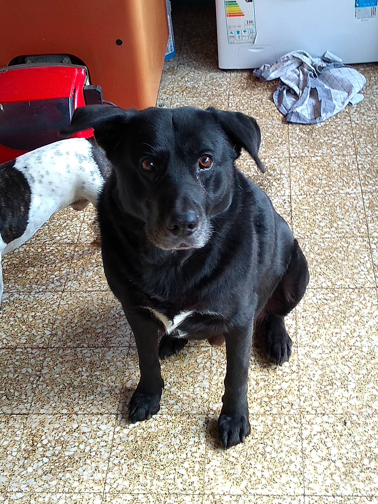 Boy a rejoint le concours — aidez-le/la à gagner de superbes lots ! beagador, borador, canidae, carnivore, companion_dog, dog, dog_breed, formosan_mountain_dog, labrador_retriever, mammal, patterdale_terrier, plant, puppy, rare_breed_dog, snout, sporting_group, street_dog, vertebrate