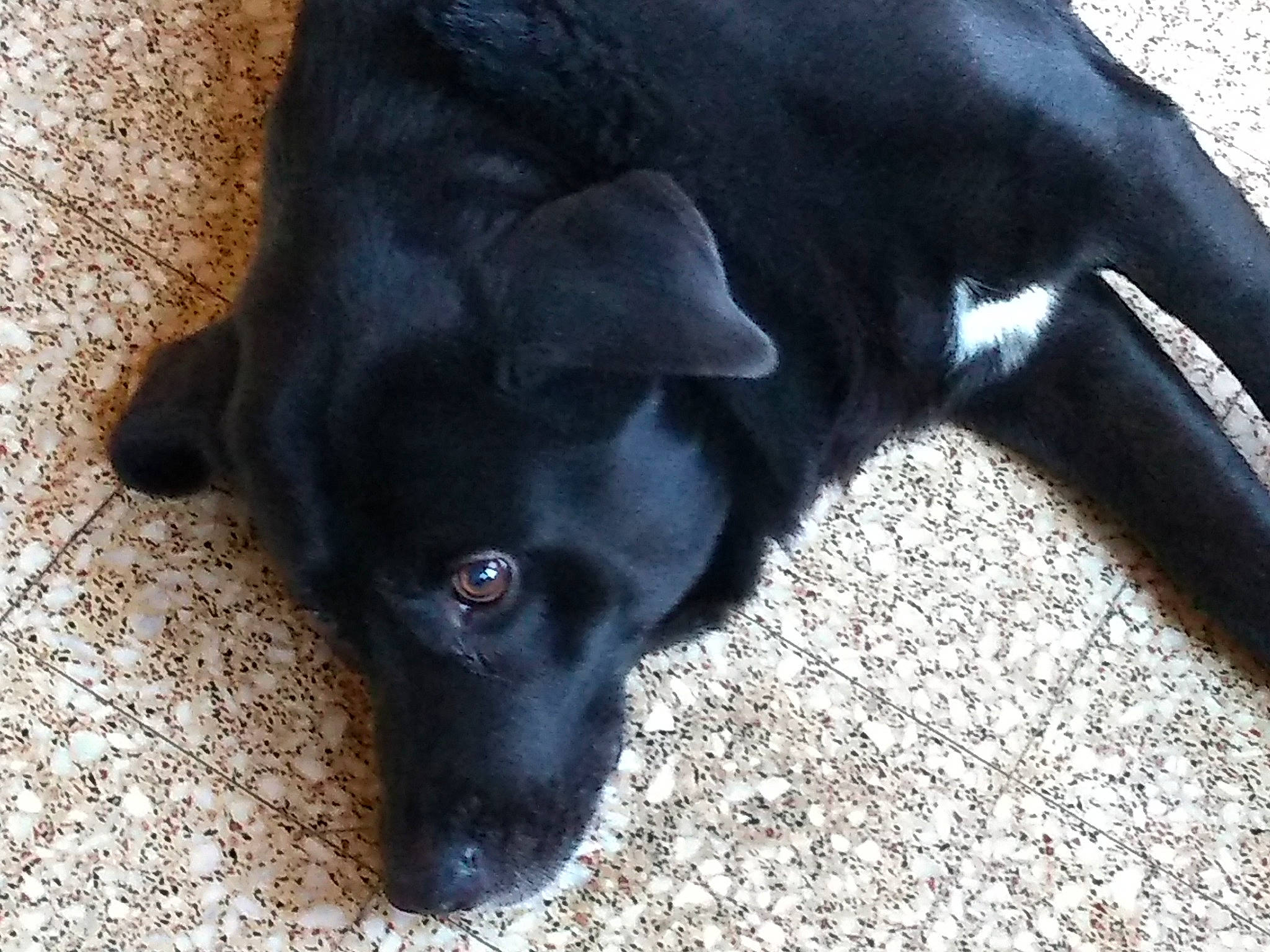 Boy participe au concours pour gagner de l'argent avec cette photo : beagador, black, borador, canidae, carnivore, companion_dog, dog, dog_breed, formosan_mountain_dog, labrador_retriever, mammal, patterdale_terrier, rare_breed_dog, snout, sporting_group, tail