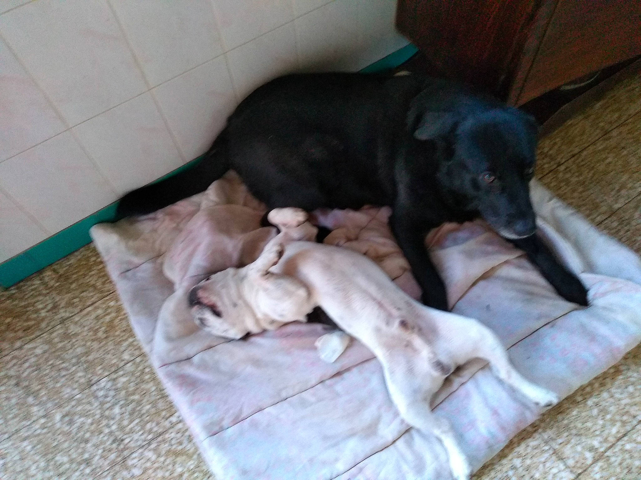 Boy participe au concours pour gagner de l'argent avec cette photo : canidae, carnivore, companion_dog, dog, dog_breed, greyhound, italian_greyhound, lurcher, peruvian_hairless_dog, puppy, sighthound, whippet