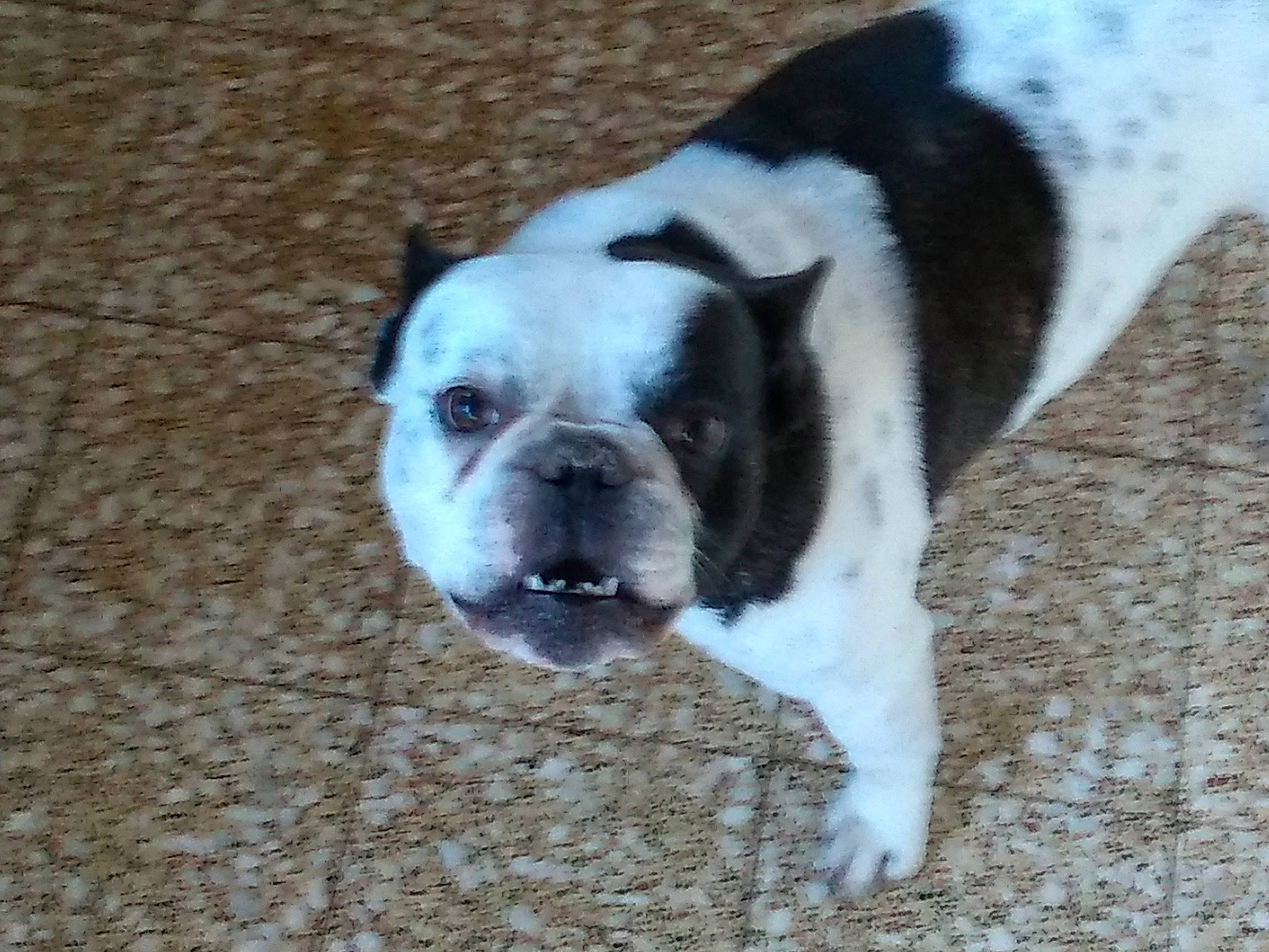 Lucky a rejoint le concours — aidez-le/la à gagner de superbes lots ! american_bulldog, australian_bulldog, bulldog, canidae, carnivore, companion_dog, dog, dog_breed, dorset_olde_tyme_bulldogge, mammal, non_sporting_group, nose, old_english_bulldog, olde_english_bulldogge, rare_breed_dog, snout, sporting_group, toy_bulldog, valley_bulldog, vertebrate