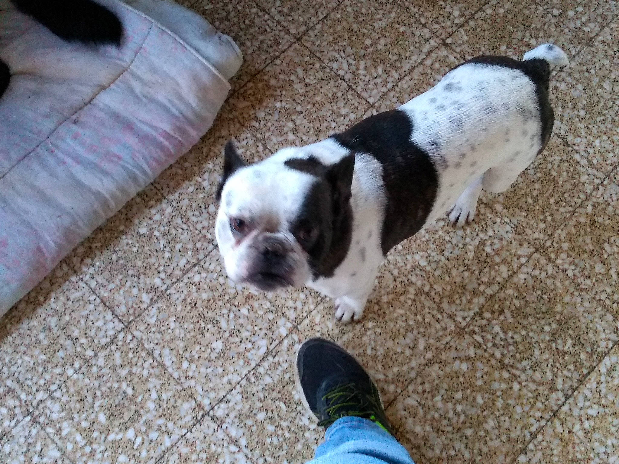 Lucky a rejoint le concours — aidez-le/la à gagner de superbes lots ! australian_bulldog, boston_terrier, bulldog, canidae, carnivore, companion_dog, dog, dog_breed, dorset_olde_tyme_bulldogge, fawn, french_bulldog, mammal, non_sporting_group, old_english_bulldog, puppy, rare_breed_dog, snout, sporting_group, toy_bulldog, vertebrate