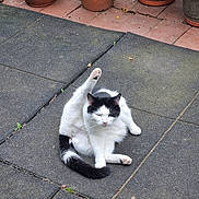 Olivia is registered to the contest to win money with this photo: animal, black_and_white, cat, cute, domestic_animal, fur, greenery, grooming, nature, outdoor, patio, pet, potted_plants, quiet, raised_leg, relaxing, sunlight, tail, tile_floor, whiskers