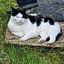 Olivia joined the competition — help win amazing prizes! animal, black_and_white, cat, closeup, ears, feline, grass, mammal, nature, outdoor, paw, peaceful, pet, quiet, relaxing, resting, sleepy, sunlight, whiskers, wood