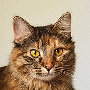 Maple is registered to the contest to win money with this photo: cat, feline, long_hair, fluffy, tabby, tortoiseshell, brown_fur, golden_eyes, whiskers, ears, close_up, portrait, animal, pet, indoor, looking_at_camera, serious_expression, fur, head, symmetrical_composition