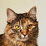 cat, feline, long_hair, fluffy, tabby, tortoiseshell, brown_fur, golden_eyes, whiskers, ears, close_up, portrait, animal, pet, indoor, looking_at_camera, serious_expression, fur, head, symmetrical_composition