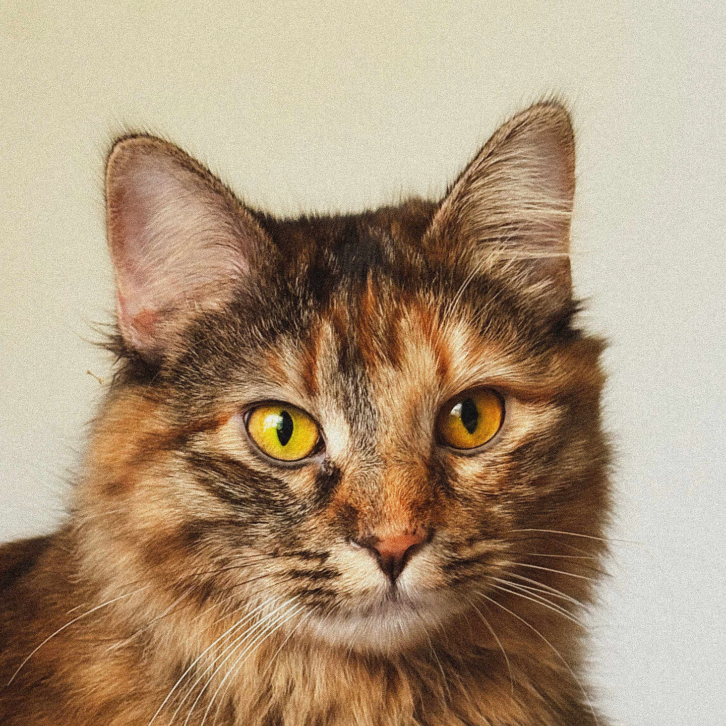 Maple