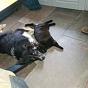 Guismo participe au concours pour gagner de l'argent avec cette photo : dog, cat, indoor, floor, tile, black_cat, black_and_white_dog, pet, animal, relaxed, lying_down, companions, resting, household, friendship, cute, domestic, fur, paw, head