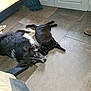 dog, cat, indoor, floor, tile, black_cat, black_and_white_dog, pet, animal, relaxed, lying_down, companions, resting, household, friendship, cute, domestic, fur, paw, head