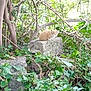 animal, branches, cat, curious, foliage, greenery, ivy, kitten, mammal, nature, orange_cat, outdoor, plants, resting, small_animal, stone, trees, wild, wildlife, young_cat