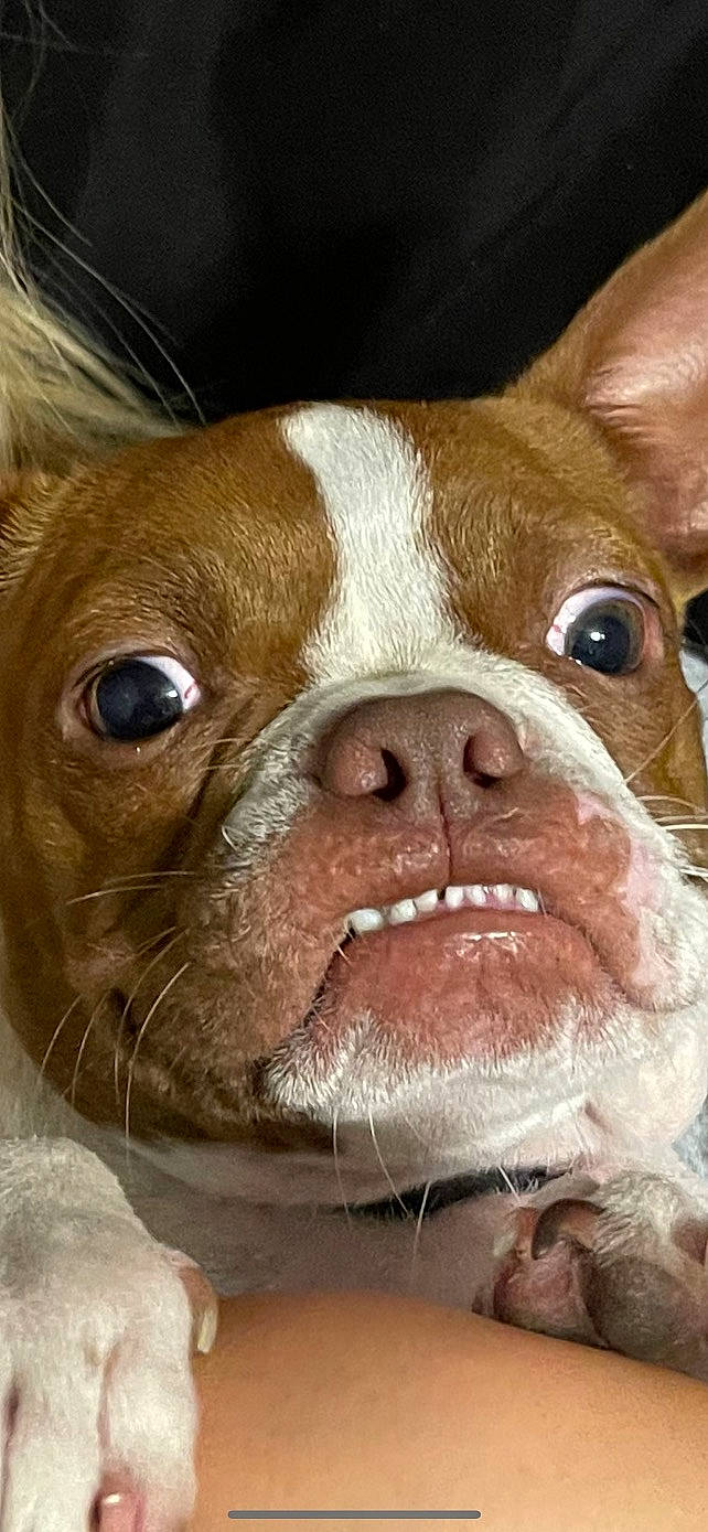 Roxi is registered to the contest to win money with this photo: art, canidae, carnivore, close_up, collar, companion_dog, dog, dog_breed, ear, fawn, fur, illustration, liver, nose, snout, sporting_group, terrestrial_animal, whiskers, working_animal, wrinkle