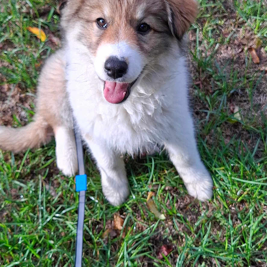 Athena participe au concours pour gagner de l'argent avec cette photo : puppy, dog, fluffy, brown_and_white, sitting, grass, outdoors, leash, tongue, happy, playful, portrait, pet, animal, fur, floppy_ears, front_view, garden, greenery, cute