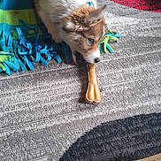 Athena a rejoint le concours — aidez-le/la à gagner de superbes lots ! dog, puppy, fluffy, small_dog, lying_down, chew_toy, bone, rug, carpet, colorful, indoor, home, hardwood_floor, plush_toy, pet_toy, brown_and_white, furry, playful, cardboard_box, portrait
