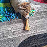 dog, puppy, fluffy, small_dog, lying_down, chew_toy, bone, rug, carpet, colorful, indoor, home, hardwood_floor, plush_toy, pet_toy, brown_and_white, furry, playful, cardboard_box, portrait