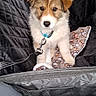 Athena participe au concours pour gagner de l'argent avec cette photo : puppy, dog, pet, animal, car, car_seat, sitting, fluffy, brown_and_white, face, eyes, nose, collar, leash, blanket, vehicle, interior, portrait, cute, travel