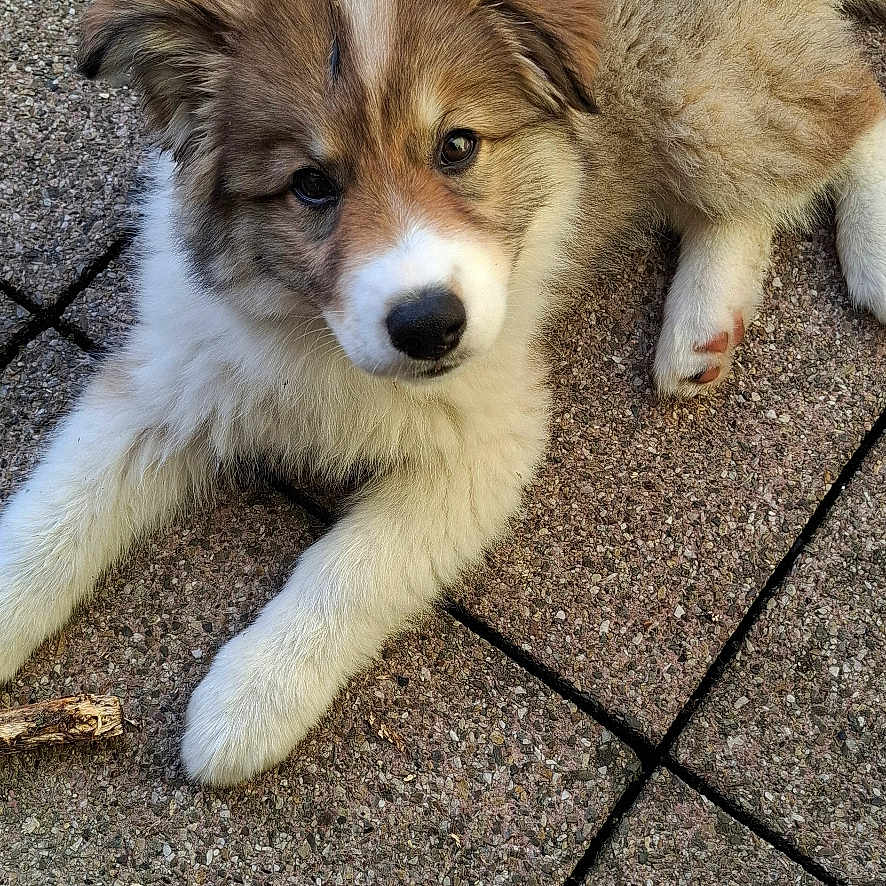 Athena