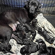 Reba is registered to the contest to win money with this photo: animal, black_dog, blanket, cage, cozy, crate, cute, dog, domestic, family, indoor, mammal, mother, newborn, nursing, pet, puppies, resting, sleeping, young