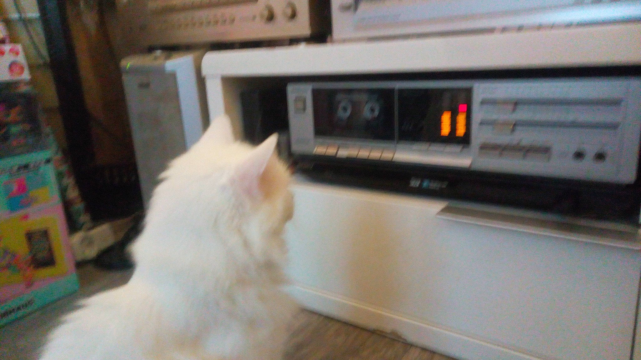 Angel a rejoint le concours — aidez-le/la à gagner de superbes lots ! audio_equipment, carnivore, cat, dvd_recorder, felidae, flooring, fur, hardwood, heat, home_appliance, kitchen_appliance, machine, major_appliance, media_player, microwave_oven, room, small_to_medium_sized_cats, tail, whiskers, wood