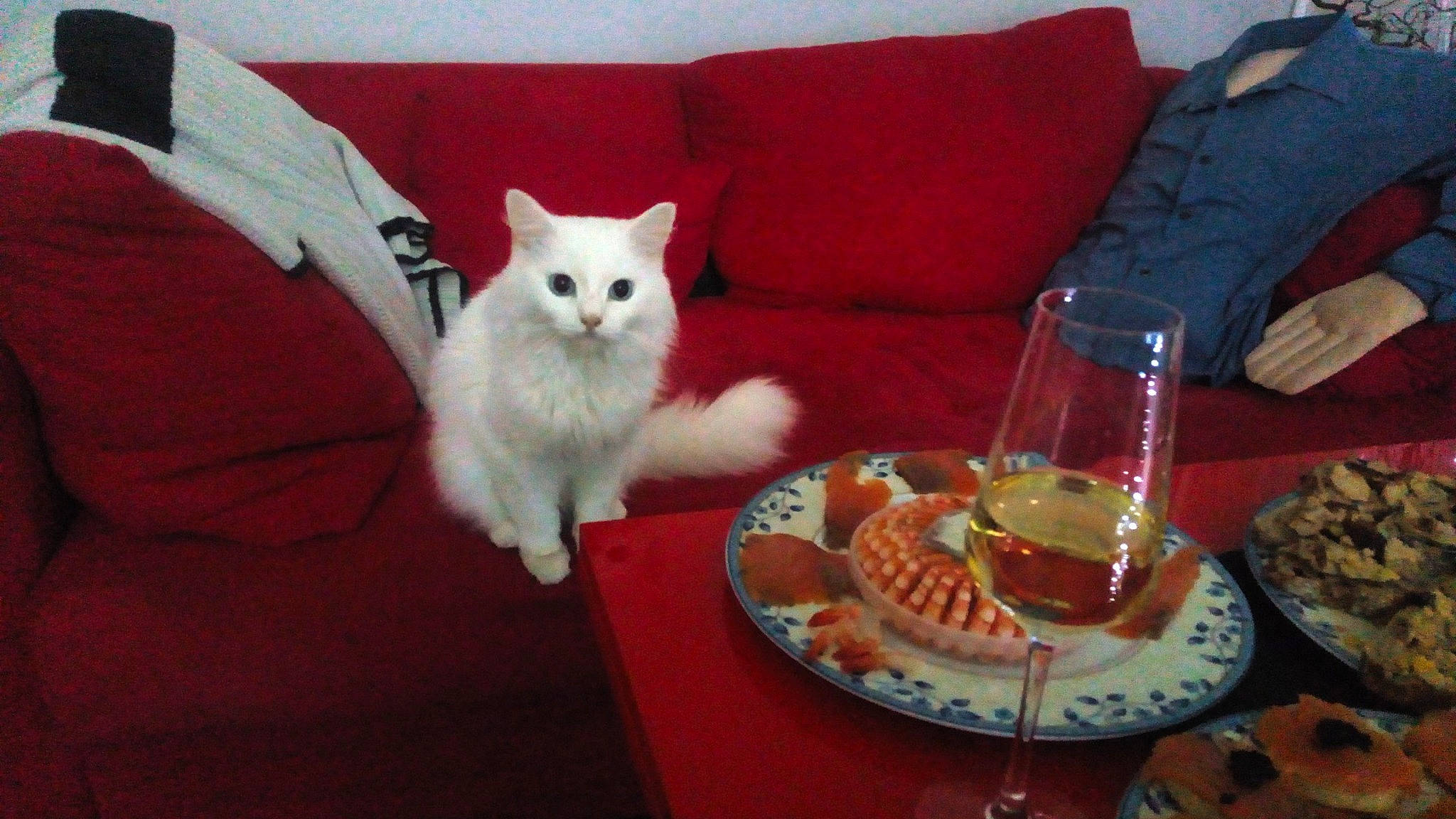 Angel a rejoint le concours — aidez-le/la à gagner de superbes lots ! carnivore, cat, coffee_cup, comfort, couch, cuisine, cup, dishware, drinkware, felidae, food, plate, platter, serveware, small_to_medium_sized_cats, studio_couch, table, tableware, teacup, whiskers