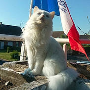 Angel participe au concours pour gagner de l'argent avec cette photo : balcony, blue_sky, cat, curious, flag, fluffy, fur, long_hair, outdoor, pet, plant_pot, portrait, railing, residential, roof, sitting, sunlight, sunny_day, tail, white_cat