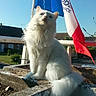 balcony, blue_sky, cat, curious, flag, fluffy, fur, long_hair, outdoor, pet, plant_pot, portrait, railing, residential, roof, sitting, sunlight, sunny_day, tail, white_cat