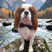 Oliver joined the competition — help win amazing prizes! dog, spaniel, cavalier_king_charles_spaniel, bow_tie, portrait, outdoors, river, waterfall, mountains, autumn, forest, nature, rock, moss, landscape, brown_and_white, long_ears, sitting, pet, adventure