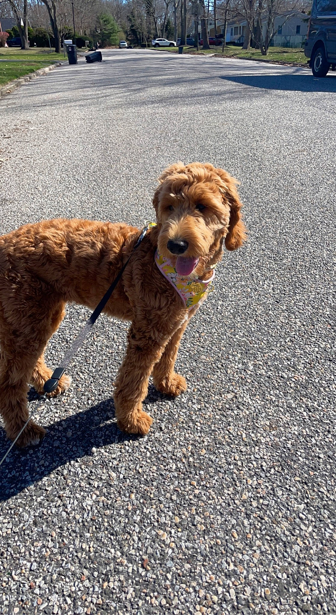 Honey joined the competition — help win amazing prizes! airedale_terrier, asphalt, canidae, carnivore, collar, companion_dog, dog, dog_breed, dog_collar, fur, leash, liver, poodle, road_surface, snout, sporting_group, tar, terrier, water_dog, welsh_terrier