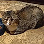 cat, tabby, animal, pet, indoor, floor, food_bowl, loafing, feline, whiskers, ears, fur, mammal, domestic, resting, close_up, brown, white, striped, cute