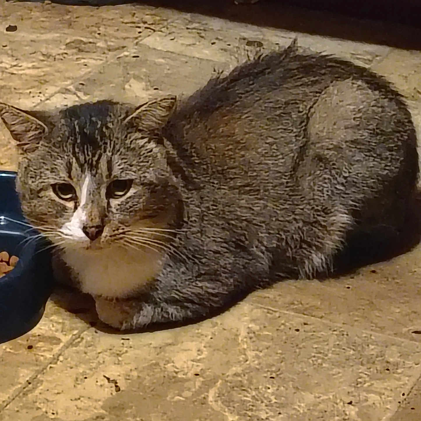 Katnix joined the competition — help win amazing prizes! animal, brown, cat, close_up, cute, domestic, ears, feline, floor, food_bowl, fur, indoor, loafing, mammal, pet, resting, striped, tabby, whiskers, white