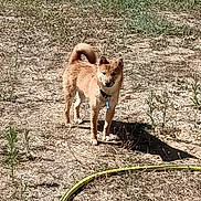Atchi a rejoint le concours — aidez-le/la à gagner de superbes lots ! dog, shiba_inu, grass, outdoor, sunlight, hose, pet, animal, standing, collar, nature, yard, shadow, curious, canine, fur, alert, small_dog, summer, playful