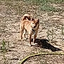 dog, shiba_inu, grass, outdoor, sunlight, hose, pet, animal, standing, collar, nature, yard, shadow, curious, canine, fur, alert, small_dog, summer, playful