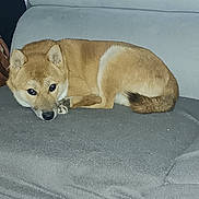 Atchi participe au concours pour gagner de l'argent avec cette photo : animal, brown, canine, companion, couch, cozy, cute, dog, ears, face, fur, home, indoor, laying, pet, relaxed, resting, shiba_inu, tail, white