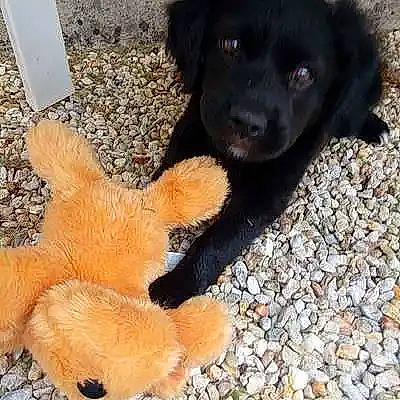 Houni a rejoint le concours — aidez-le/la à gagner de superbes lots ! borador, canidae, carnivore, companion_dog, dog, dog_breed, fawn, foot, fur, paper_towel, paw, pet_supply, road_surface, snout, sporting_group, stuffed_toy, tail, terrestrial_animal, toy, working_animal