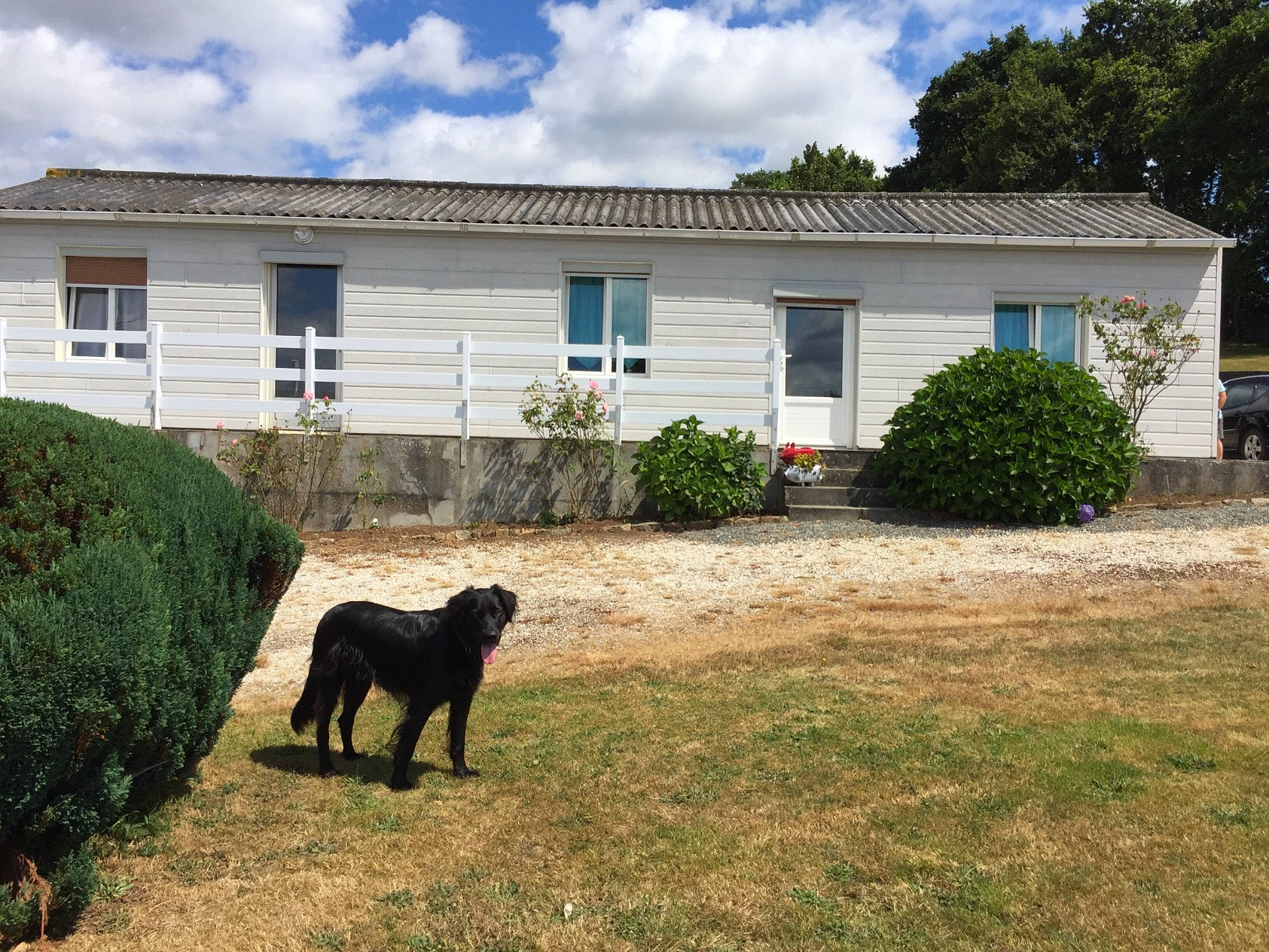 Houni participe au concours pour gagner de l'argent avec cette photo : backyard, building, canidae, carnivore, cottage, dog, dog_breed, estate, guard_dog, home, house, land_lot, lawn, property, real_estate, residential_area, rural_area, sporting_group, suburb, yard