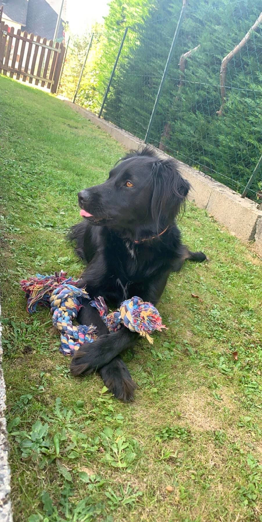 Houni a rejoint le concours — aidez-le/la à gagner de superbes lots ! canidae, carnivore, dog, dog_breed, flat_coated_retriever, hunting_dog, labrador_retriever, mammal, retriever, sporting_group, vertebrate