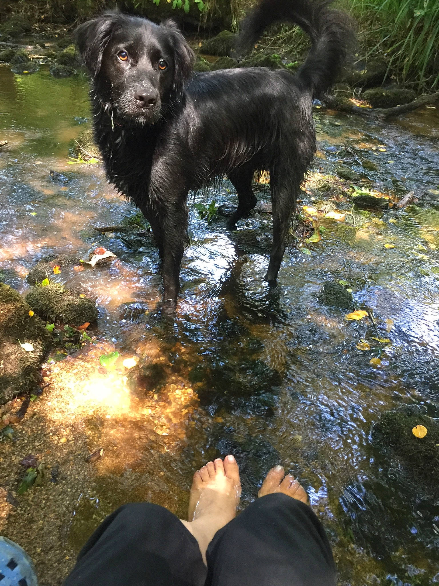 Houni participe au concours pour gagner de l'argent avec cette photo : adventure, boykin_spaniel, canidae, carnivore, dog, dog_breed, flat_coated_retriever, german_spaniel, hunting_dog, labrador_retriever, retriever, sporting_group