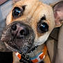 Jupiter is registered to the contest to win money with this photo: dog, close_up, pet, animal, collar, face, ears, curious, black_nose, whiskers, fur, indoor, cute, expression, canine, domestic_animal, looking_up, portrait, friendly, companion