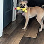 Jupiter is registered to the contest to win money with this photo: dog, toy, indoor, wooden_floor, playful, pet, animal, brown_dog, curious, collar, flooring, standing, looking, plush_toy, mouth, ears, tail, domestic, cute, household
